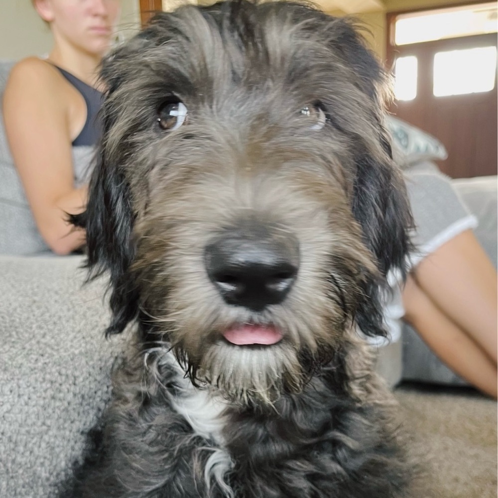 Top•Paw Washable Male Wraps